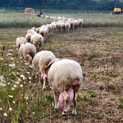 allevamento pecore la serra molisana busso campobasso